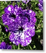 Starry Petunias... Metal Print