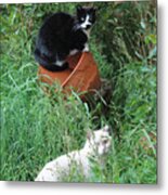 Stash And Iris In The Grass Metal Print