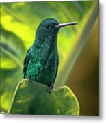 Steely-vented Hummingbird Quindio Colombia Metal Print