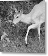 Steppin Out Bw Metal Print