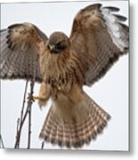 Stick The Landing Metal Print