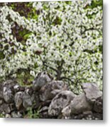 Stone Wall Blossoms 2 Metal Print
