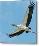 Stork In Flight Metal Print