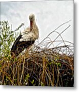 Stork Nest Metal Print