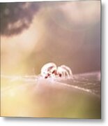 Story Of A Spider Metal Print