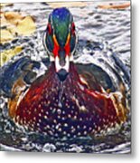 Straight Ahead Wood Duck Metal Print