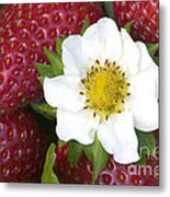 Strawberries & Flower Metal Print