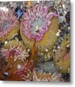 Strawberry Anemonies Metal Print