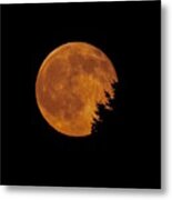 Strawberry Moon Fringed By Tree Metal Print