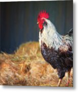 Strutting Rooster Metal Print