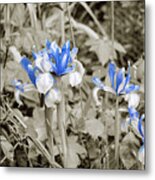 Study In Blue. Two. Metal Print