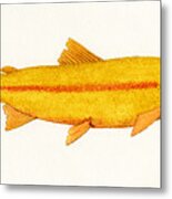 Study Of A Golden Rainbow Trout Metal Print