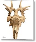Styracosaur Skull Metal Print
