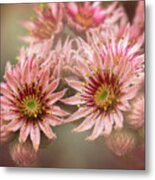 Succulent Flowers - 365-100 Metal Print