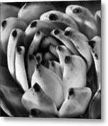 Succulent Petals Black And White Metal Print