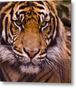 Sumatran Tiger Metal Print