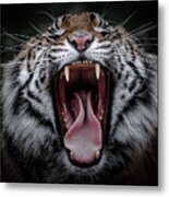 Sumatran Tiger V Metal Print