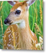 Summer Fawn Metal Print