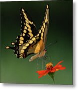 Summer Garden Metal Print