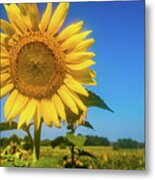Summer Sunflower Metal Print