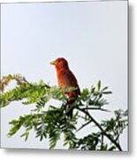 Summer Tanager In Mesquite Scrub Metal Print