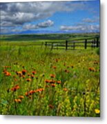 Summer's Linger Metal Print