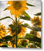 Sun And Sunflowers Metal Print