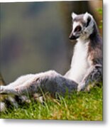 Sun Bathing Ring-tailed Lemur Metal Print