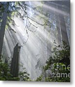 Sun Beams In Redwood Forest Metal Print