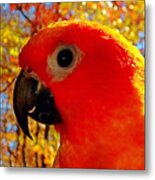 Sun Conure Metal Print