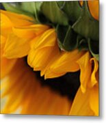 Sun Dozing Metal Print