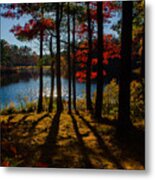 Sun Through The Trees Metal Print