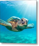 Sunburst Sea Turtle Metal Print