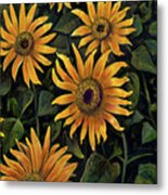 Sunflower 2 Metal Print