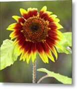 Sunflower 2 Metal Print