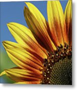 Sunflower 38 Metal Print
