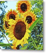Sunflower 46 Metal Print