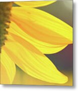 Sunflower 5 Metal Print