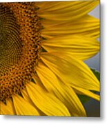 Sunflower Abstract Metal Print