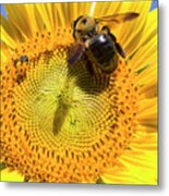 Sunflower And Bumble Bee Macro Metal Print