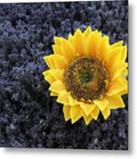 Sunflower And Lavendar Metal Print
