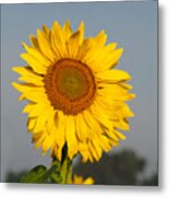 Sunflower At Attention Metal Print