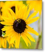Sunflower Bee Metal Print