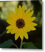 Sunflower Metal Print