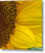 Sunflower Closeup Metal Print