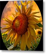 Sunflower Dawn In Oval Metal Print