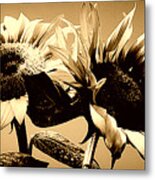 Sunflower Duo In Sepia Metal Print