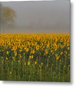 Sunflower Field On A Foggy Morn Metal Print