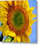 Sunflower Plant Metal Print