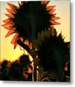 Sunflower Greeting Metal Print